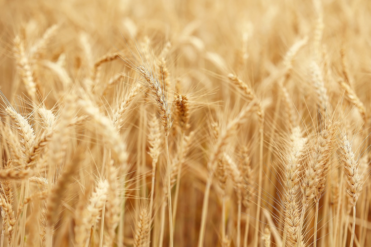 wheat, field, grains-7202481.jpg